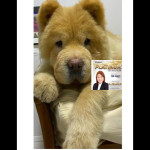 Nancy Tan profile