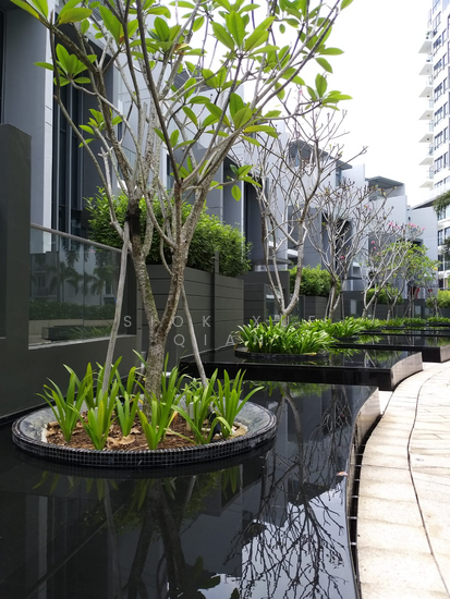 Skies Miltonia photo 6