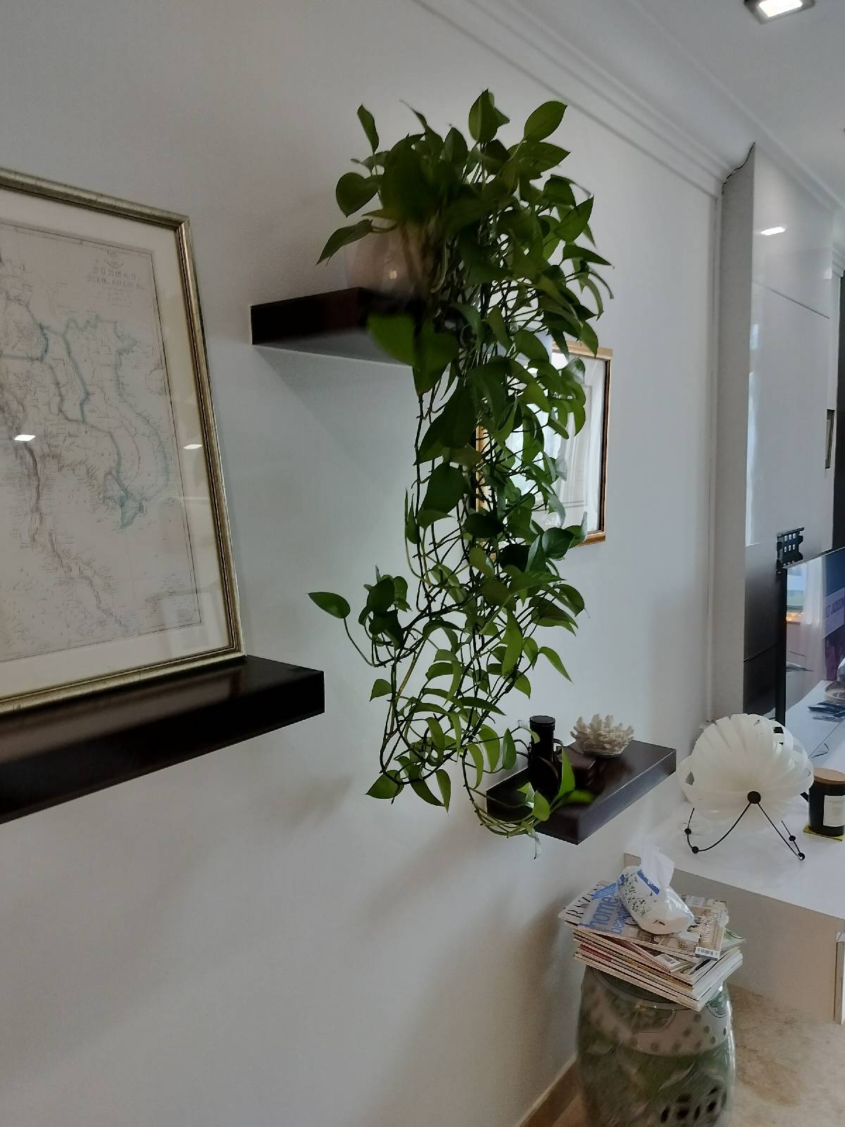 JERVOIS JADE 13