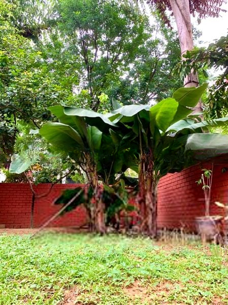 COMFORT GARDEN 4