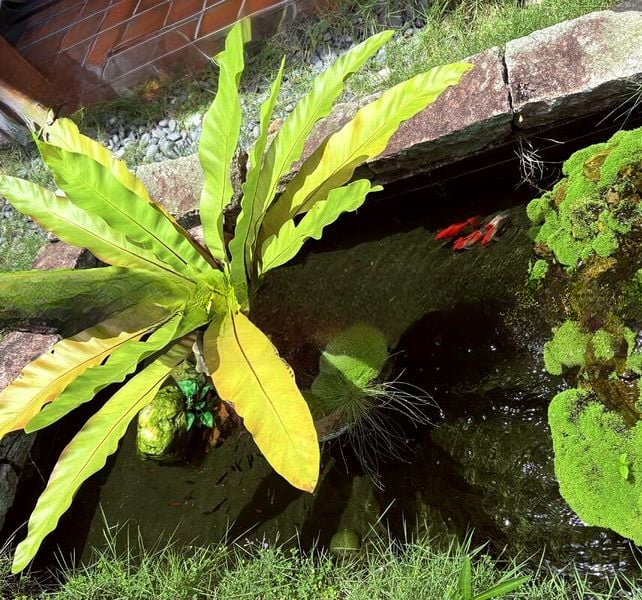 SEMBAWANG HILLS ESTATE 4