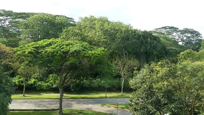 FLORAVILLE 11