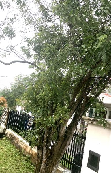 SEMBAWANG HILLS ESTATE 2