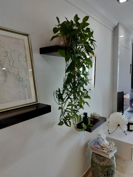JERVOIS JADE 13
