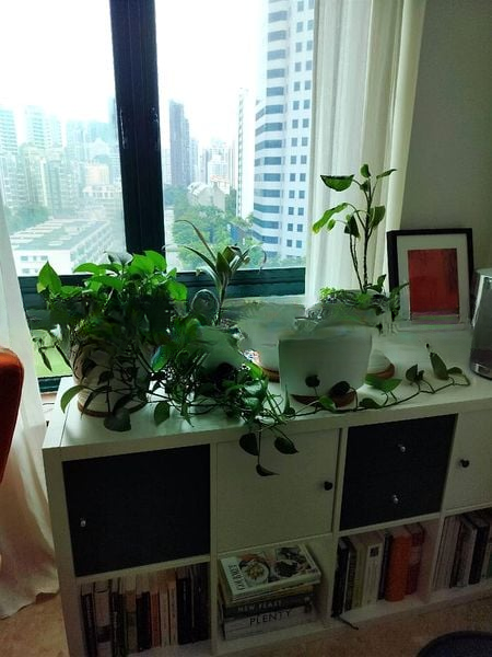 JERVOIS JADE 15
