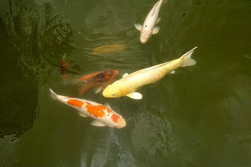 PARK INFINIA AT WEE NAM 15