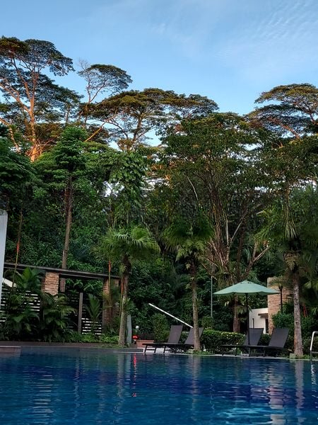 THE RAINTREE 1