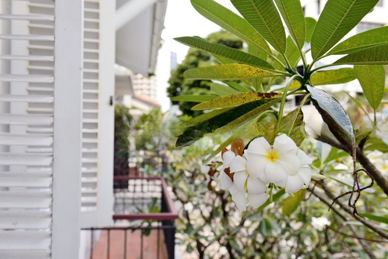 EMERALD HILL CONSERVATION AREA 12