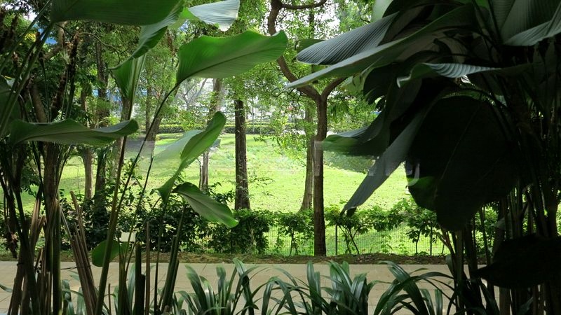 HUNDRED TREES 7