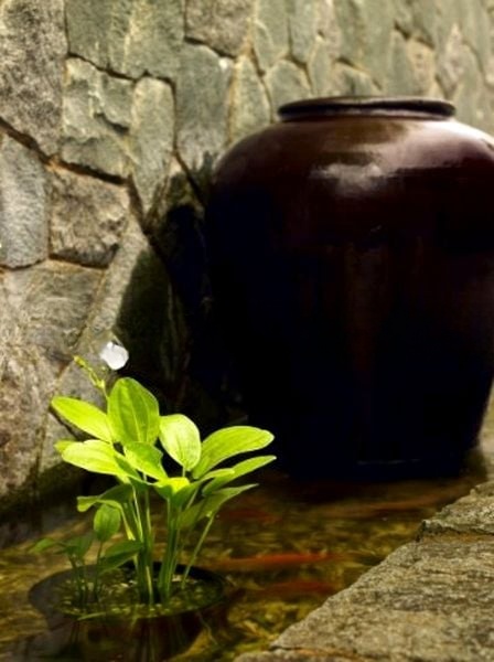 LOTUS AT JOO CHIAT 5