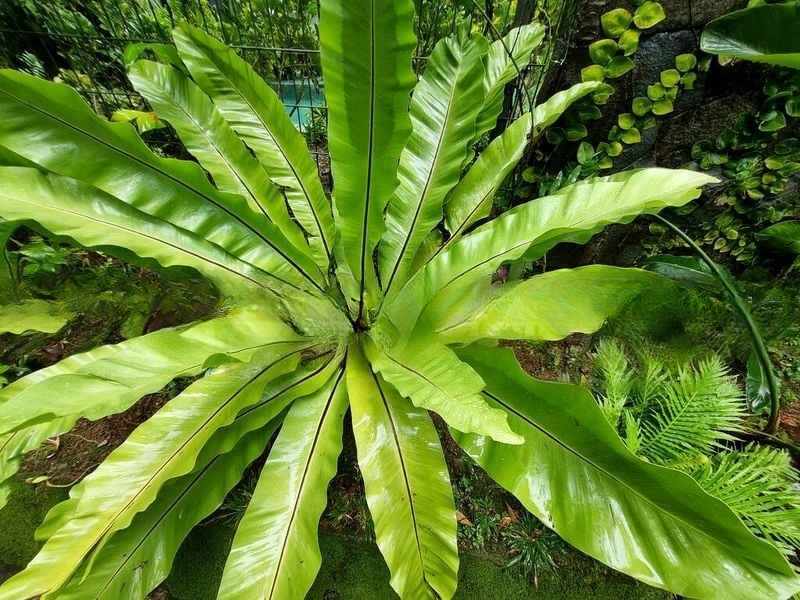 LANDED HOUSING DEVELOPMENT 2