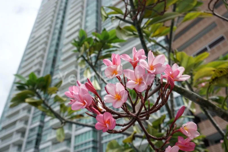 THE ROCHESTER RESIDENCES 7