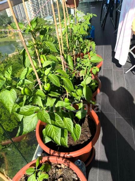 KALLANG RIVERSIDE 14