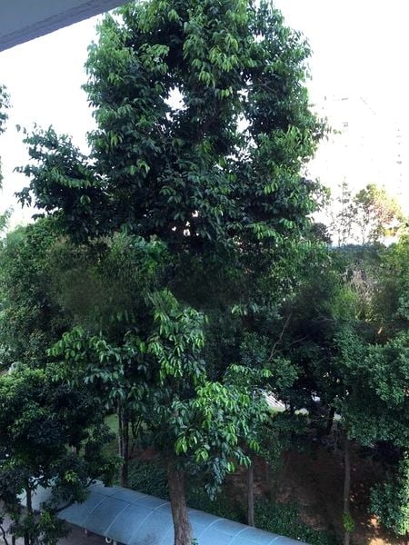 SPOTTISWOODE PK RD 4