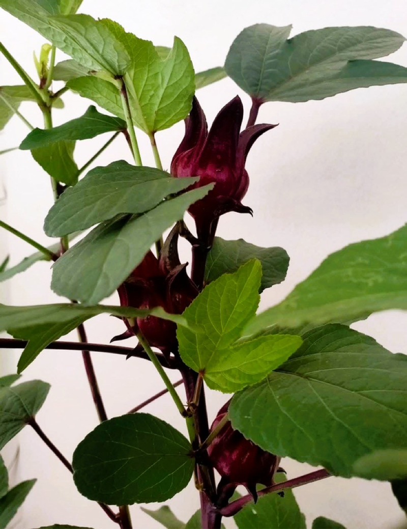 JURONG WEST AVE 5 41