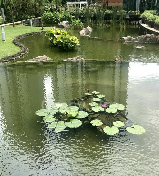 PARK INFINIA AT WEE NAM 15